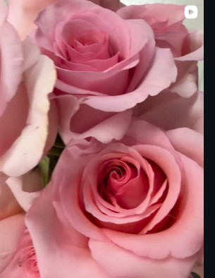Soft blush pink garden rose arrangement